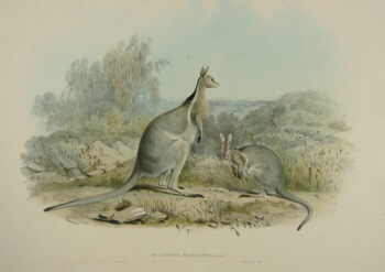 John Gould Macropods